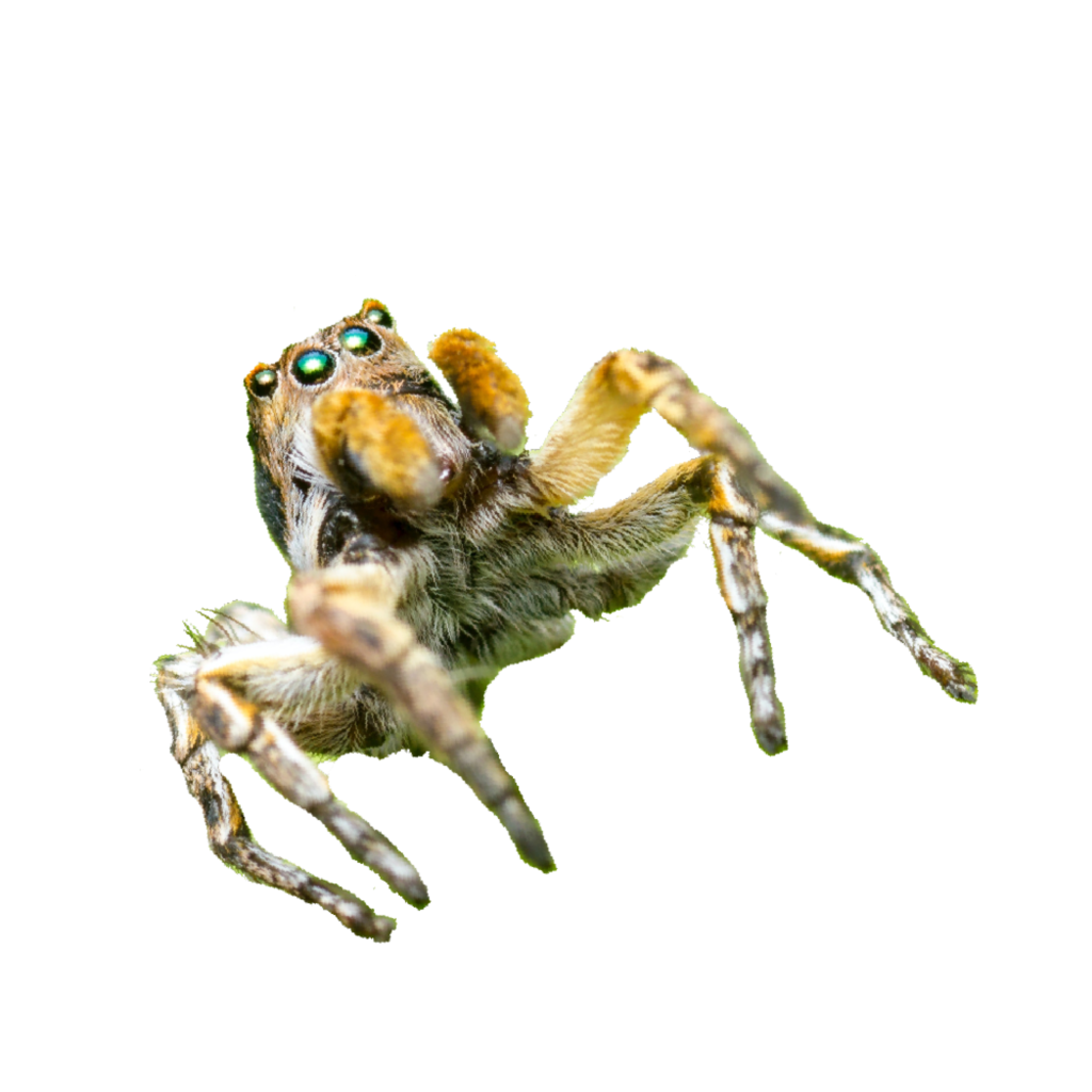 tecnicas storytelling